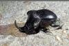 Copris hispanus